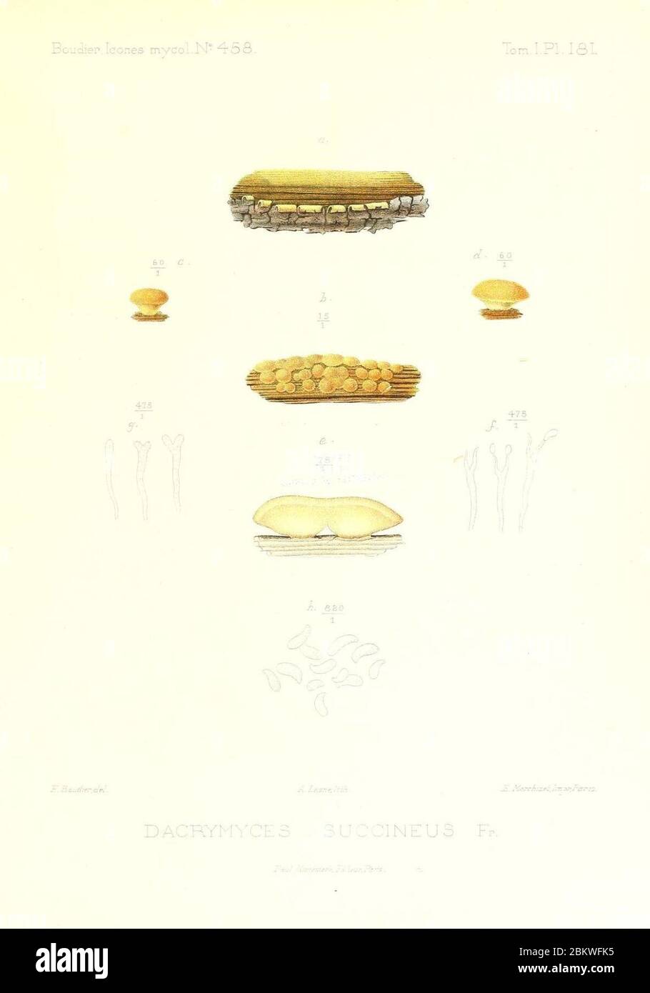 Icones mycologicæ, ou Iconographie des champignons de France principalement Discomycetes (Pl. 181) (9801359195). Stock Photo