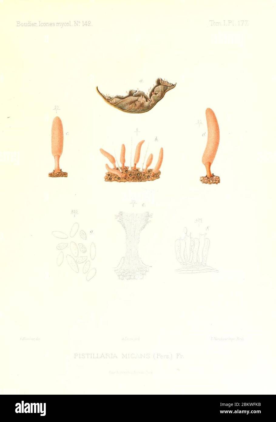 Icones mycologicæ, ou Iconographie des champignons de France principalement Discomycetes (Pl. 177) (9801344815). Stock Photo