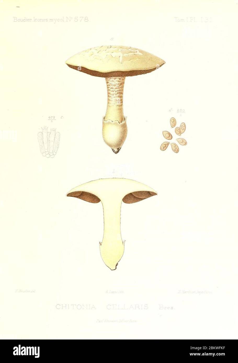 Icones mycologicæ, ou Iconographie des champignons de France principalement Discomycetes (Pl. 131) (9801116704). Stock Photo
