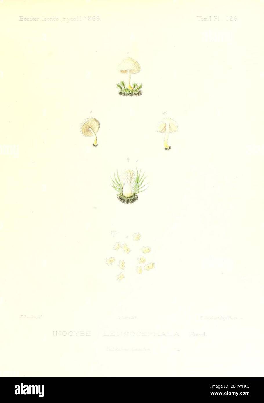 Icones mycologicæ, ou Iconographie des champignons de France principalement Discomycetes (Pl. 126) (9801167693). Stock Photo