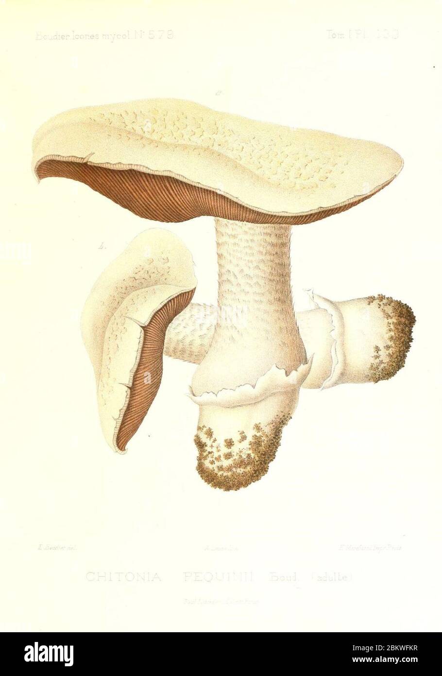 Icones mycologicæ, ou Iconographie des champignons de France principalement Discomycetes (Pl. 133) (9801262596). Stock Photo