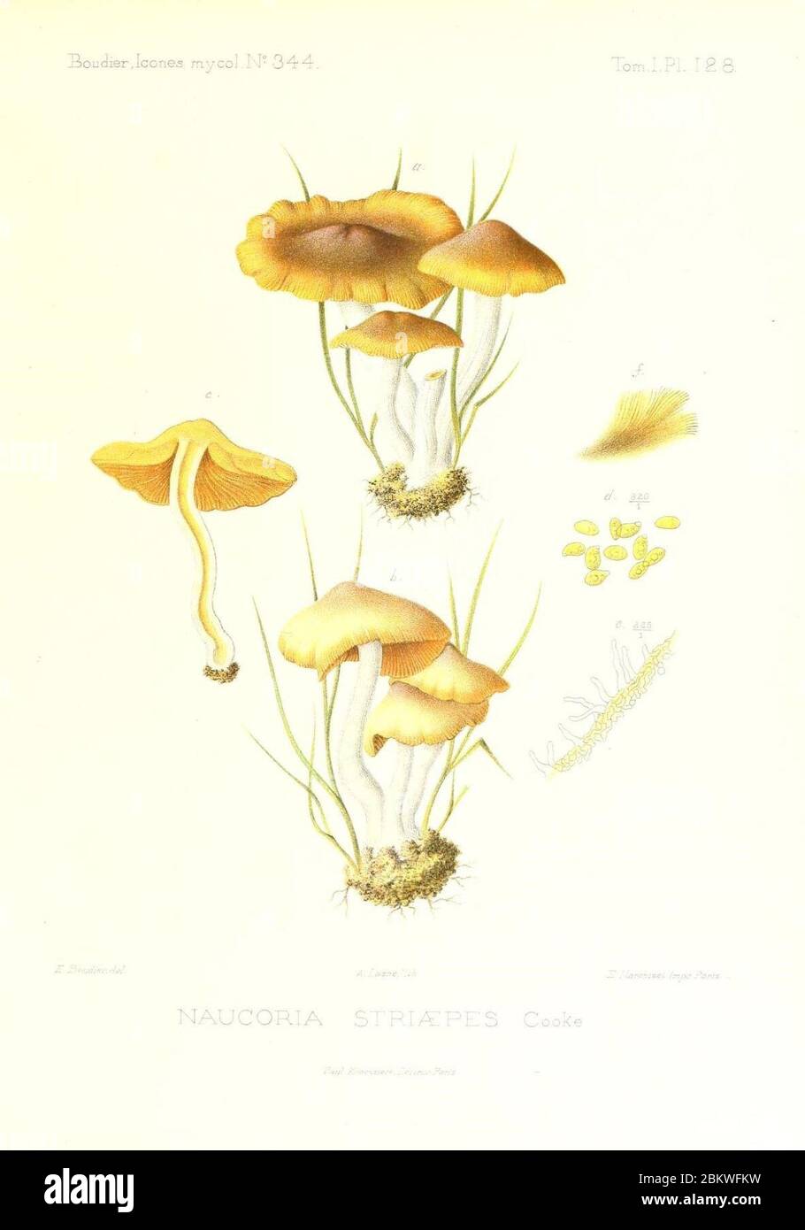 Icones mycologicæ, ou Iconographie des champignons de France principalement Discomycetes (Pl. 128) (9801109634). Stock Photo