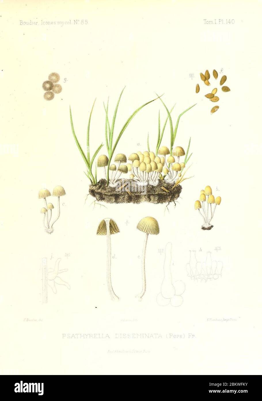 Icones mycologicæ, ou Iconographie des champignons de France principalement Discomycetes (Pl. 140) (9801247045). Stock Photo