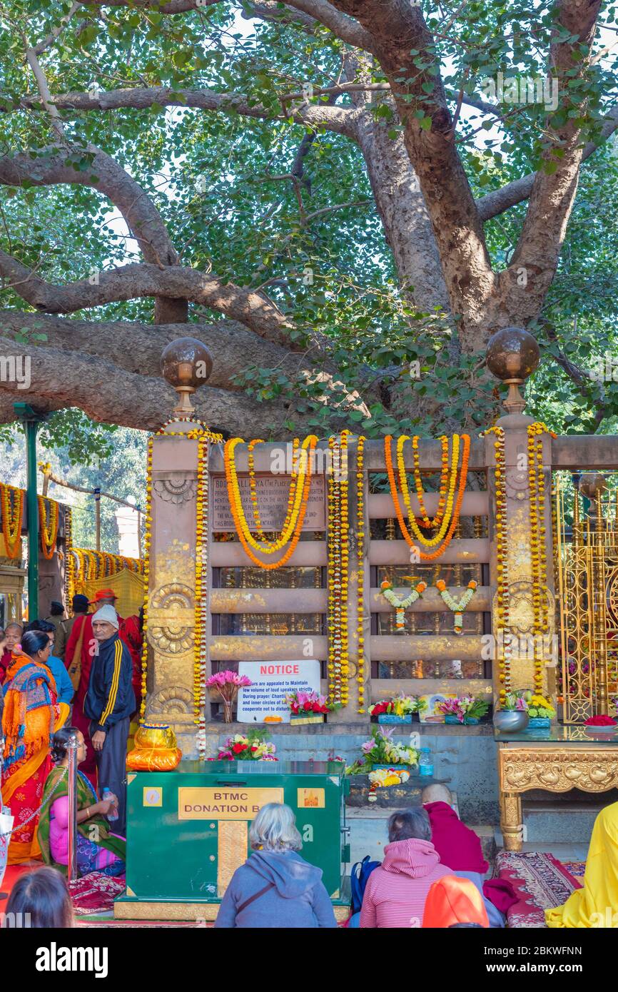 Bodhi Tree, Mahabodhi Temple, Bodh Gaya, Bihar, India Stock Photo