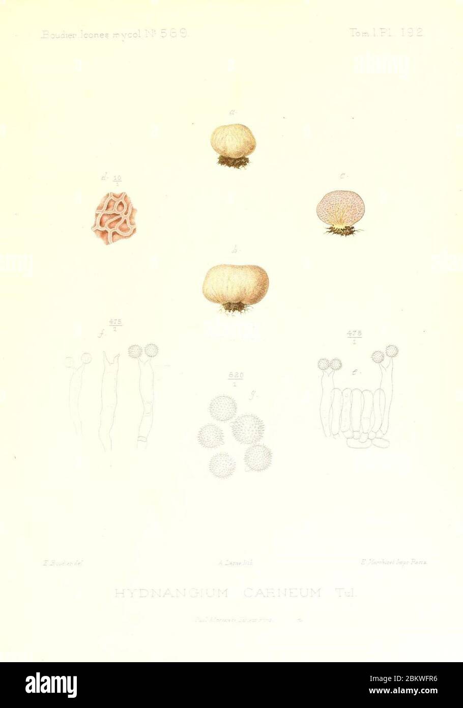 Icones mycologicæ, ou Iconographie des champignons de France principalement Discomycetes (Pl. 192) (9801416476). Stock Photo