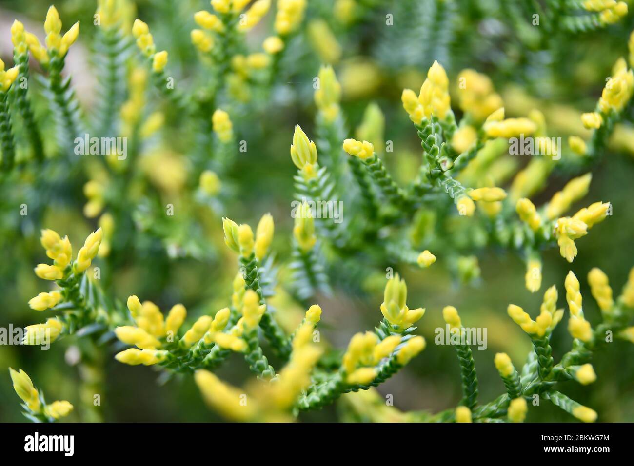 Macro of Dwarf Hinoki Cypress foliage Stock Photo