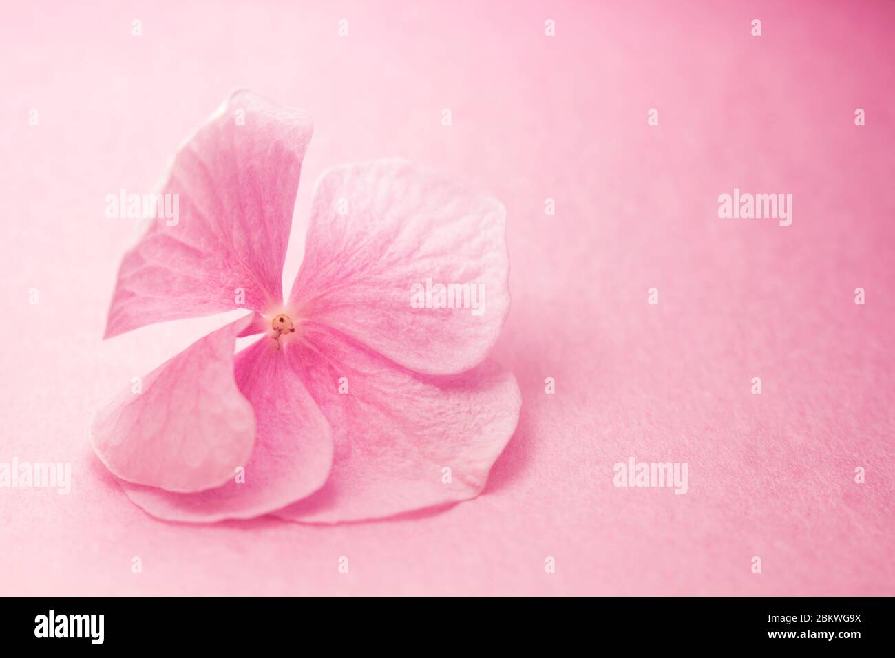 Delicate pink Hydrogena plant petals, blurred abstract background. The idea of tenderness, innocence and pristine. Stock image for Mother's day, for Stock Photo