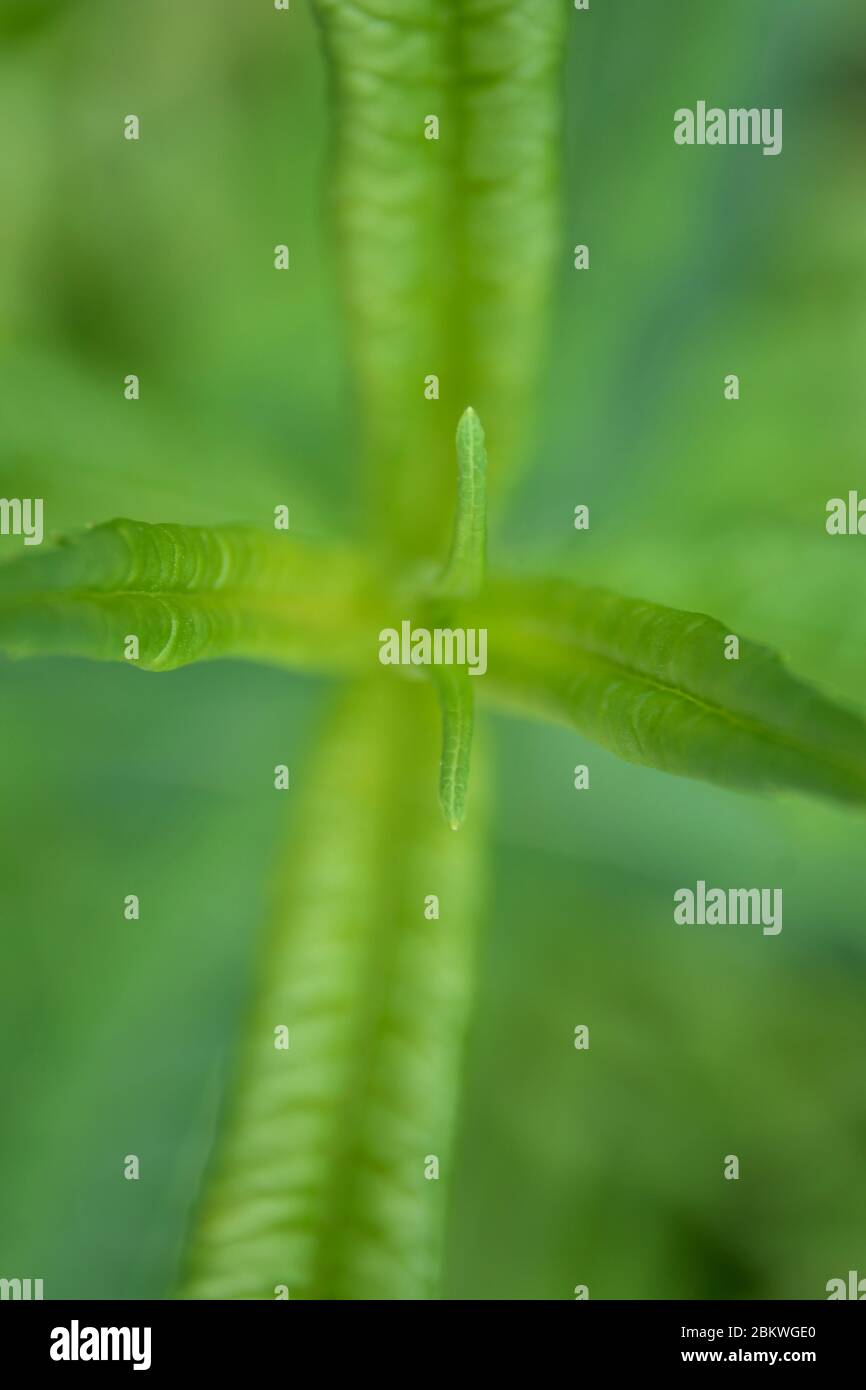 Macro of Asclepias Tuberosa leaves Stock Photo