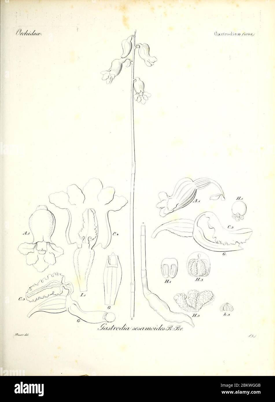 Iconographia generum plantarum (Tbl. 5 Stock Photo Alamy