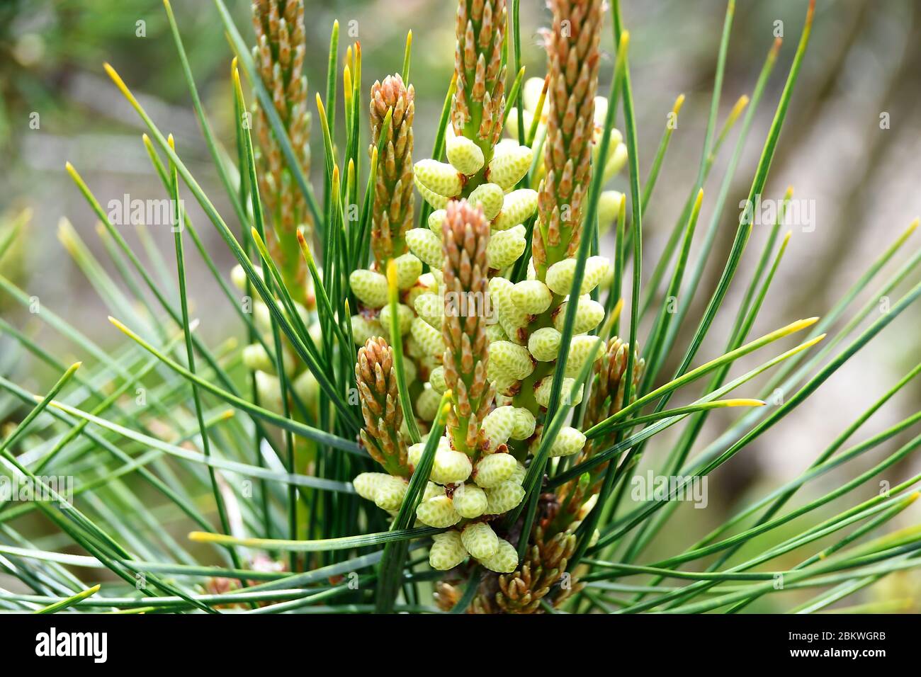 macro of pine tree gymnosperm Stock Photo