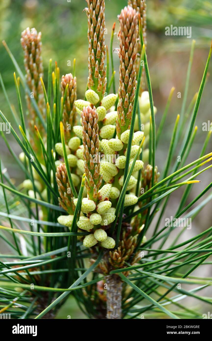 macro of pine tree gymnosperm Stock Photo