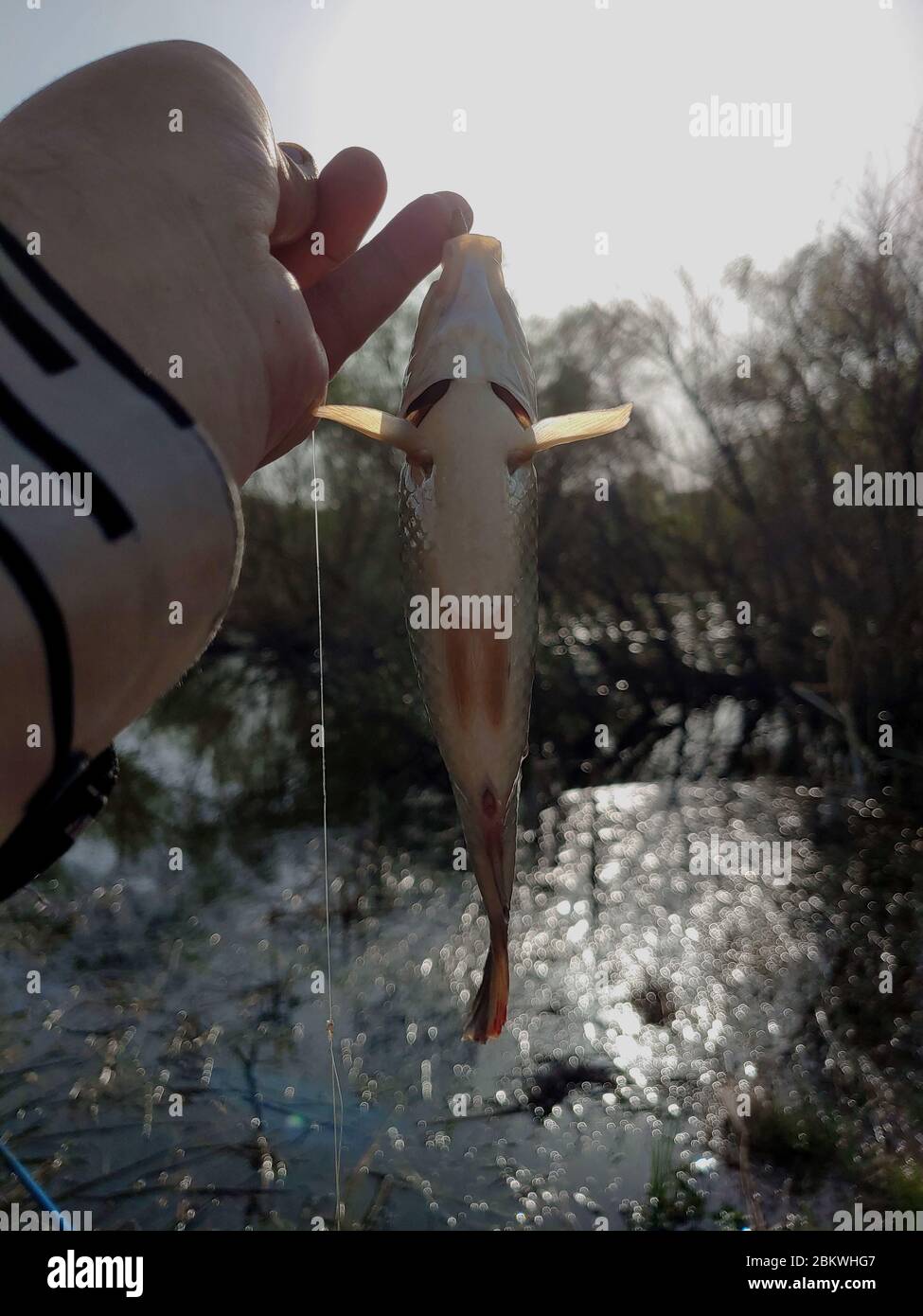 Save fish hires stock photography and images Alamy