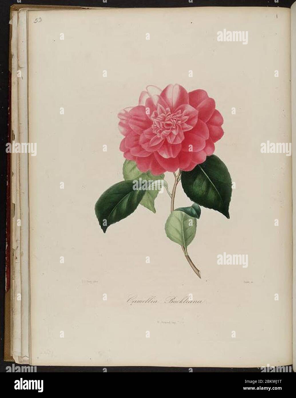 Ikonographie Des Genres Camellia Pl075 Lorenzo Bartolini main image 1