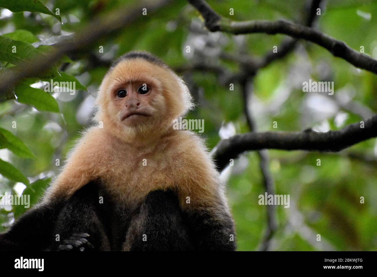 A capuchin spotted in Tenorìo Volcano National Park, Costa Rica Stock Photo