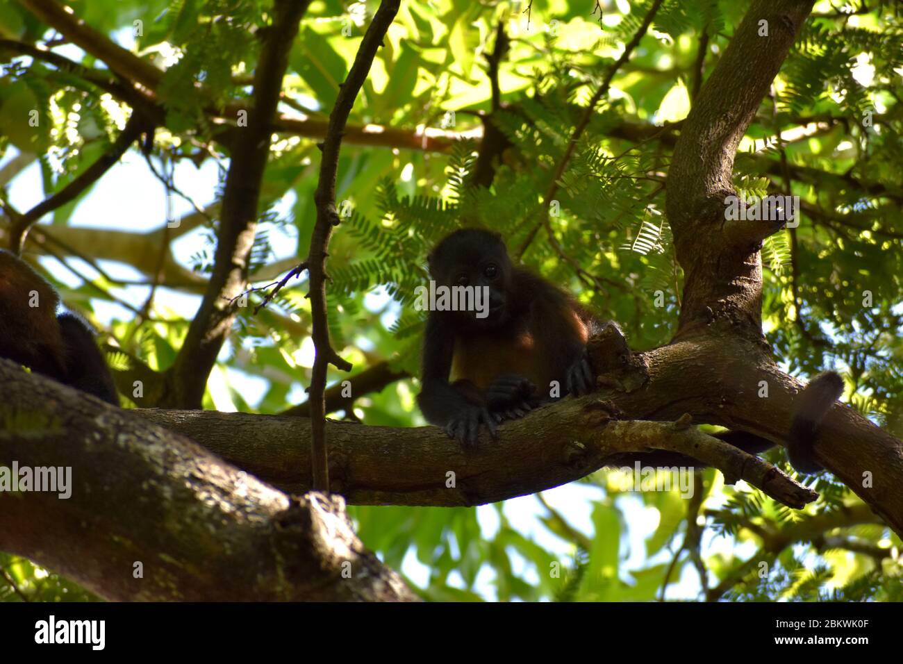 Howler Monkey spotted in Playa Del Coco, Costa Rica Stock Photo Alamy