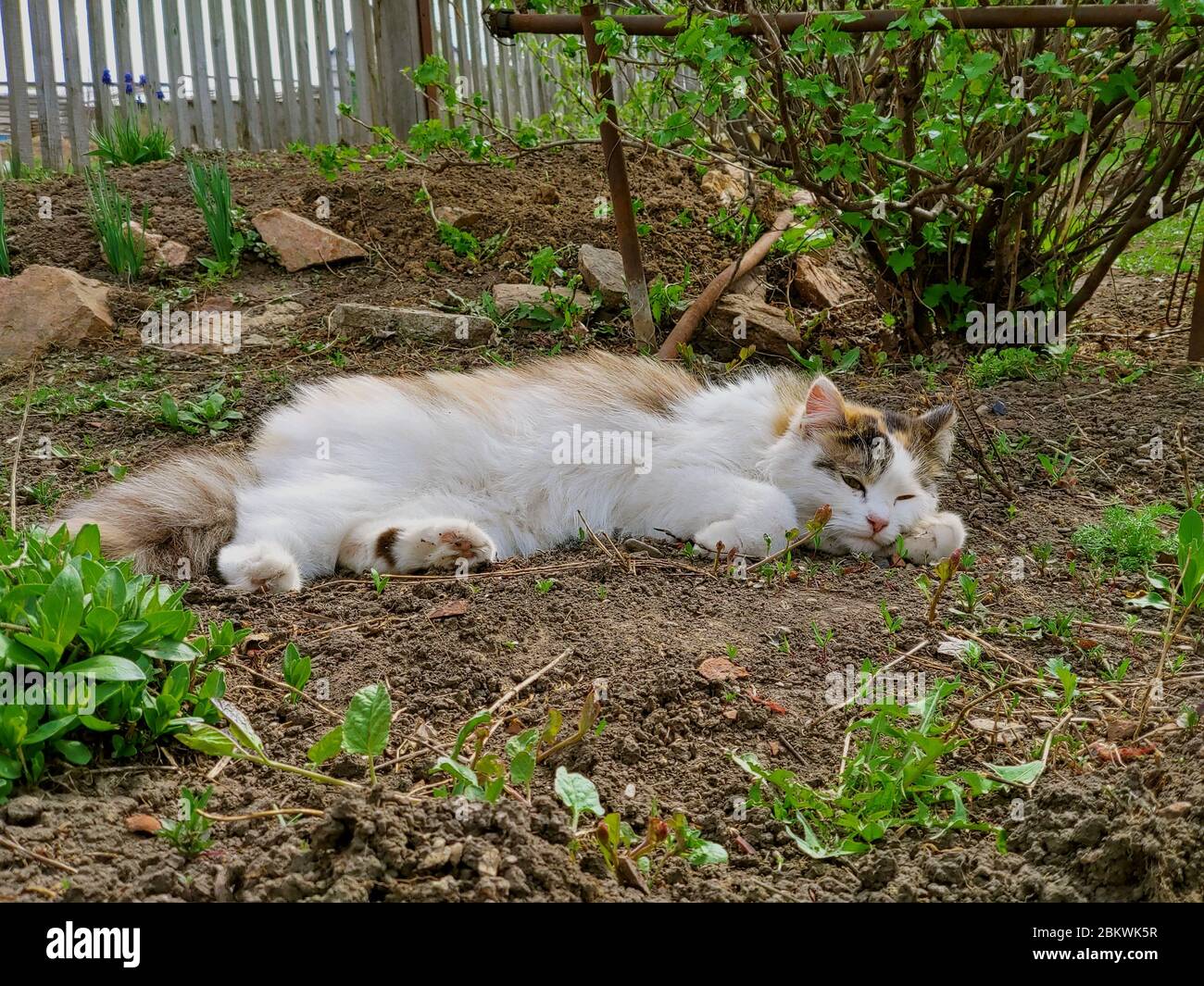 Cat lying on the grass, with a peaceful look, enjoying the scenery. Enjoying the ride outdoors. Tom cat Stock Photo