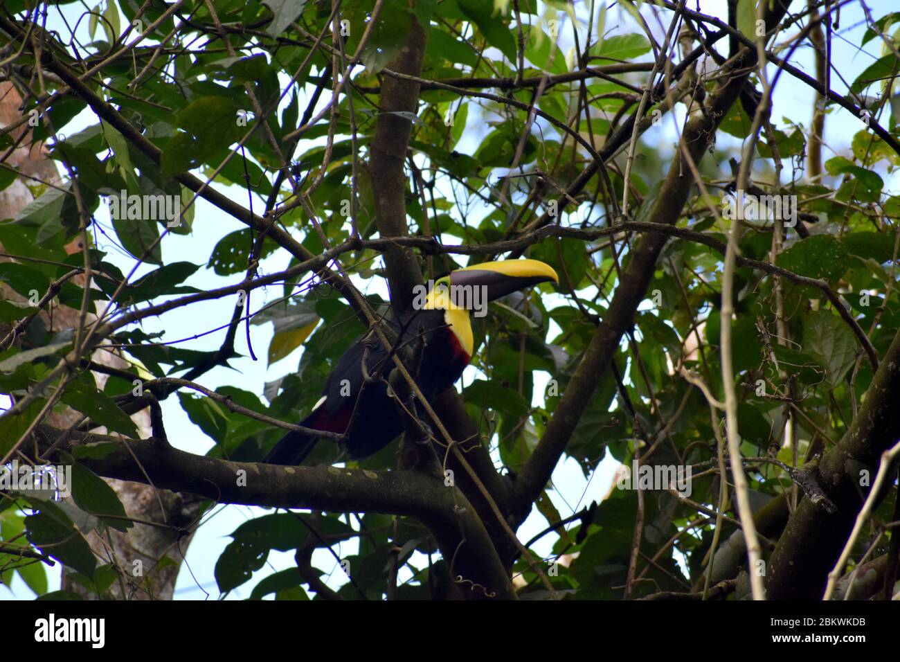 Chestnut-mandibled toucan spotted in Tenorìo National Park , Costa Rica Stock Photo