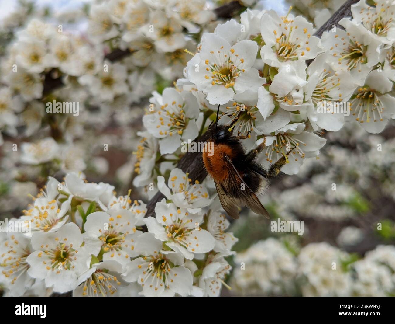 Blooming sakura in early spring. A bee on a cherry flower. A bee pollinates flowers in the spring. Macro photo. Small details close-up. Stock Photo
