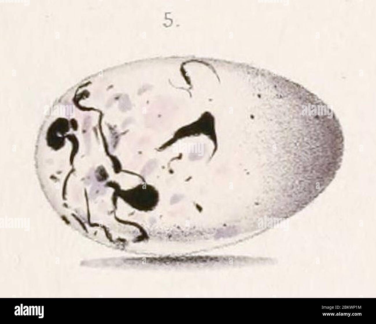 Icterus gularis mentalis egg 1861 Stock Photo Alamy