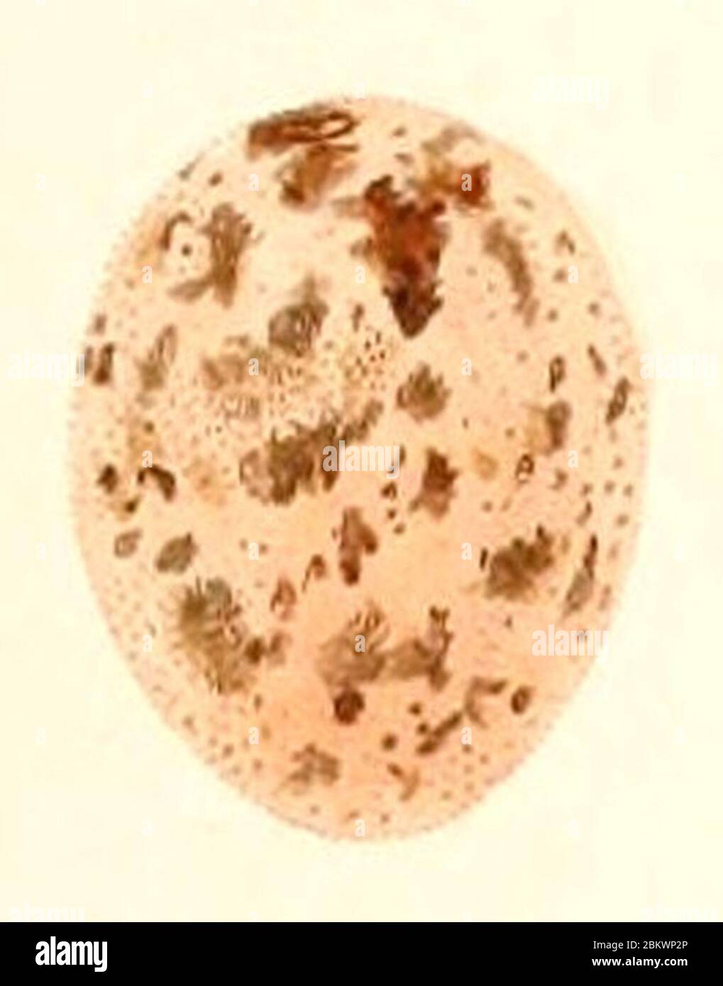 Icterus pyrrhopterus egg 1847. Stock Photo