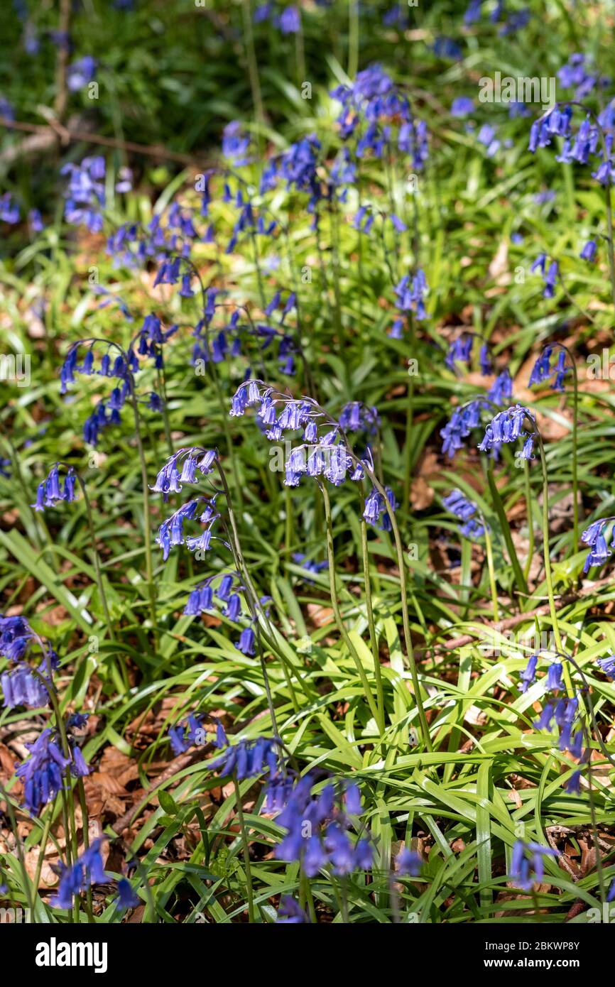 Bluebells, Hyacinthoides non-scripta, blooming in Springtime in The Cotswolds, Oxfordshire, UK Stock Photo