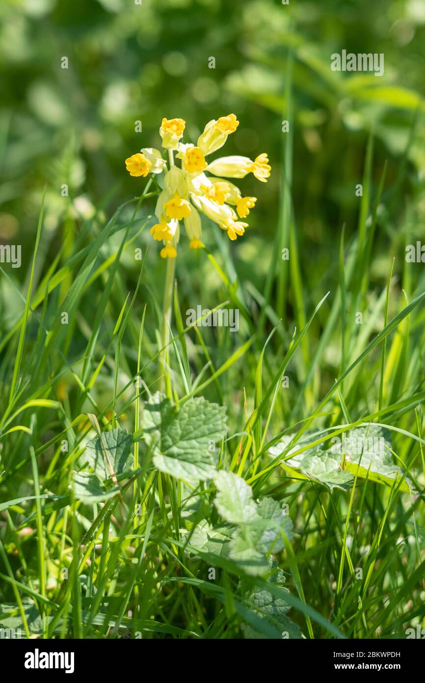 Cowslip, Primula veris, blooming in Springtime in The Cotswolds, Oxfordshire, UK Stock Photo