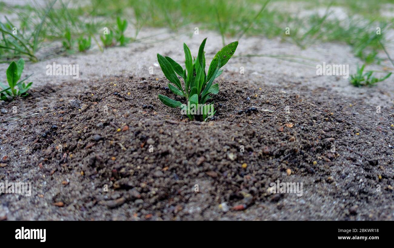 Fresh green sprouts of daffodils flowers grow in the garden ground. Stock Photo