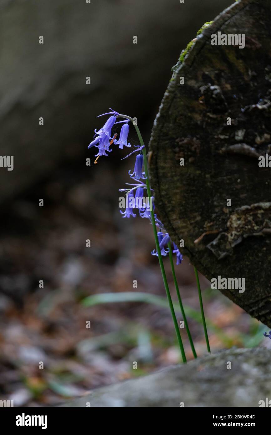Single cluster of English Bluebells next to a fallen tree trunk Stock Photo