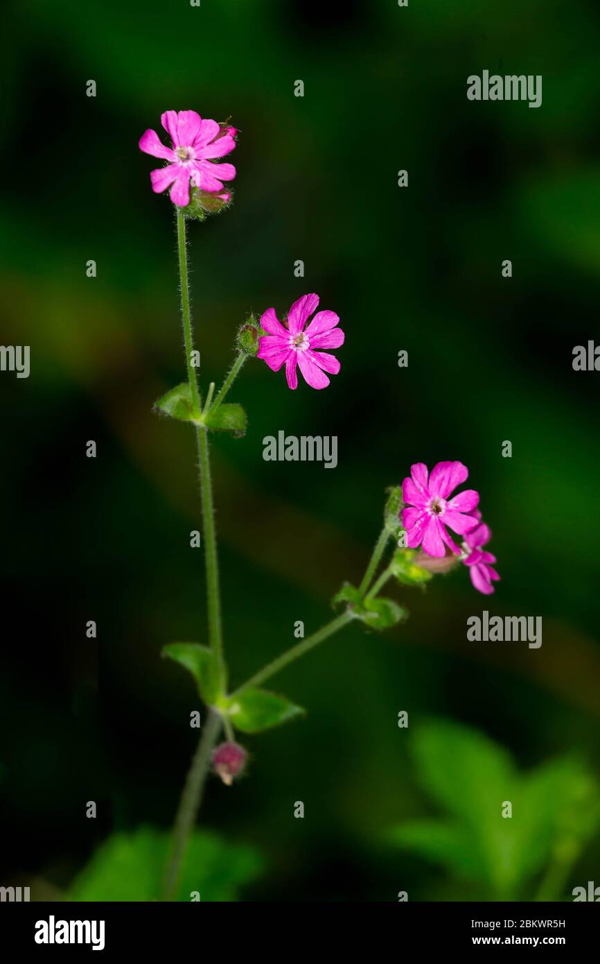 Single Red Campion with three flowers in woodland Stock Photo