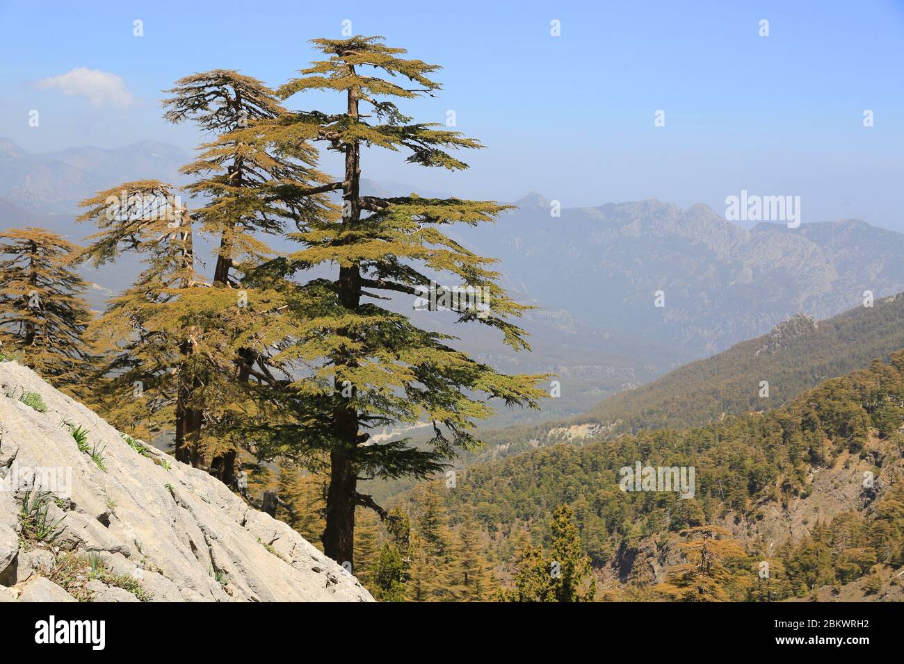 Landscape with cedar trees in mountains, Likya Yolu tiurist way in Turkey Stock Photo