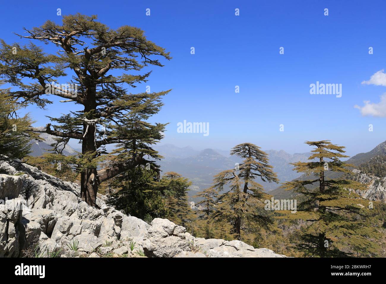 Nice cedar trees on mountain slope. Likya Yolu tourist way in Turkey Stock Photo