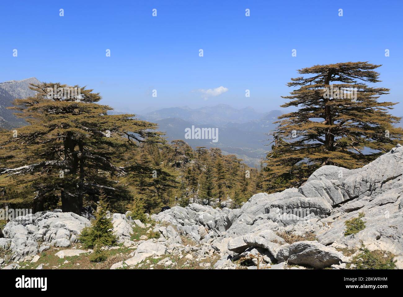 Cedar forest on mountains slope in Turkey. Landscape from famous Likya Yolu tourist way in Turkey. Stock Photo
