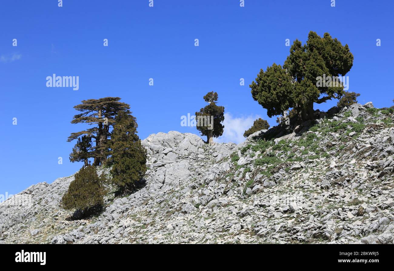 Cedar trees among stones in mountains on blue sky background. Likya Yolu tourist way in Turkey. Stock Photo