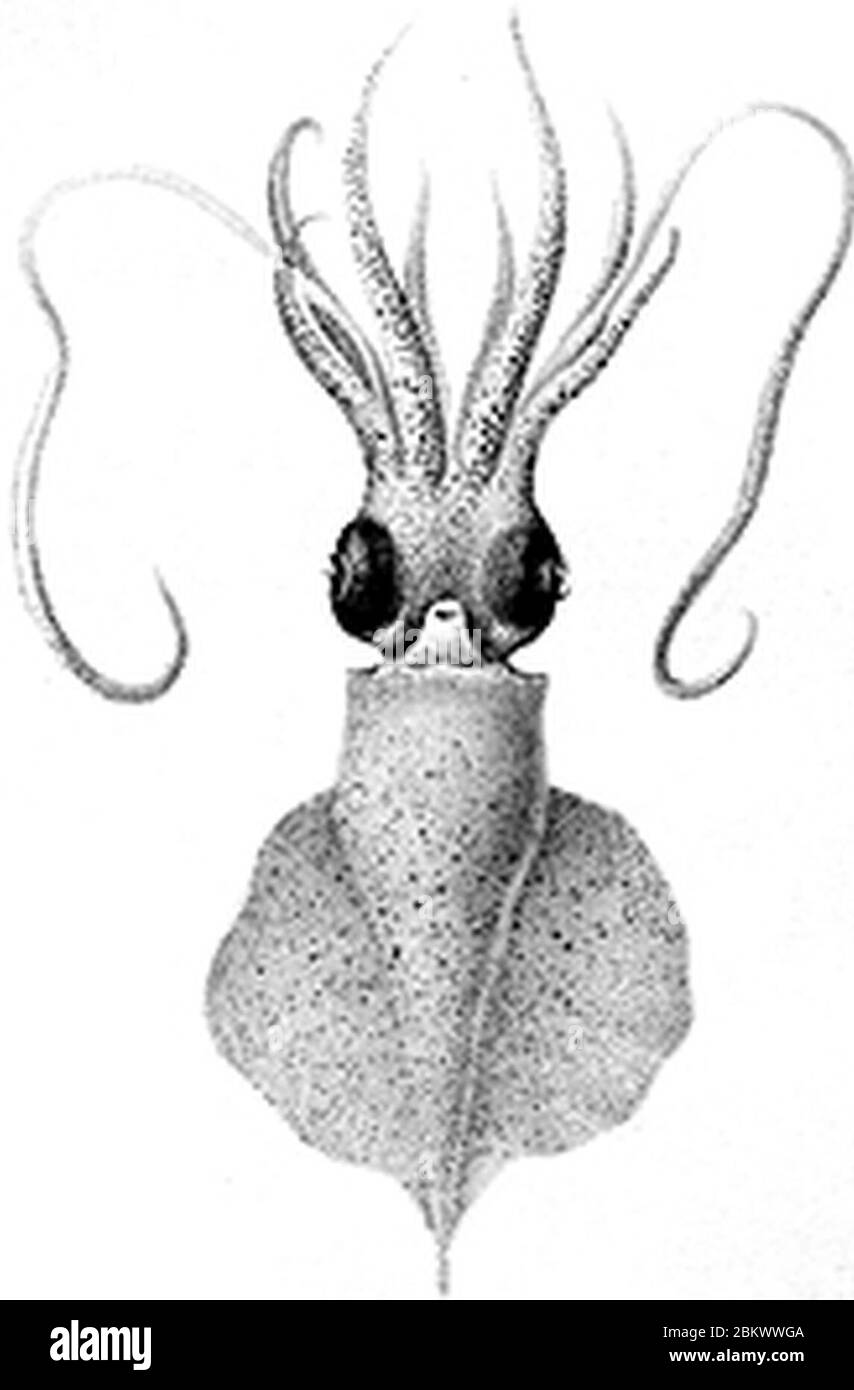 Idioteuthis cordiformis. Stock Photo