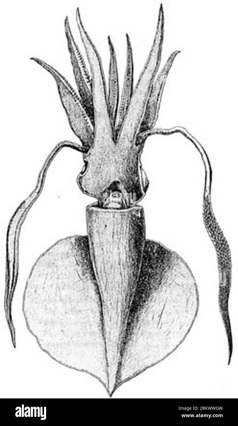 Idioteuthis latipinna. Stock Photo