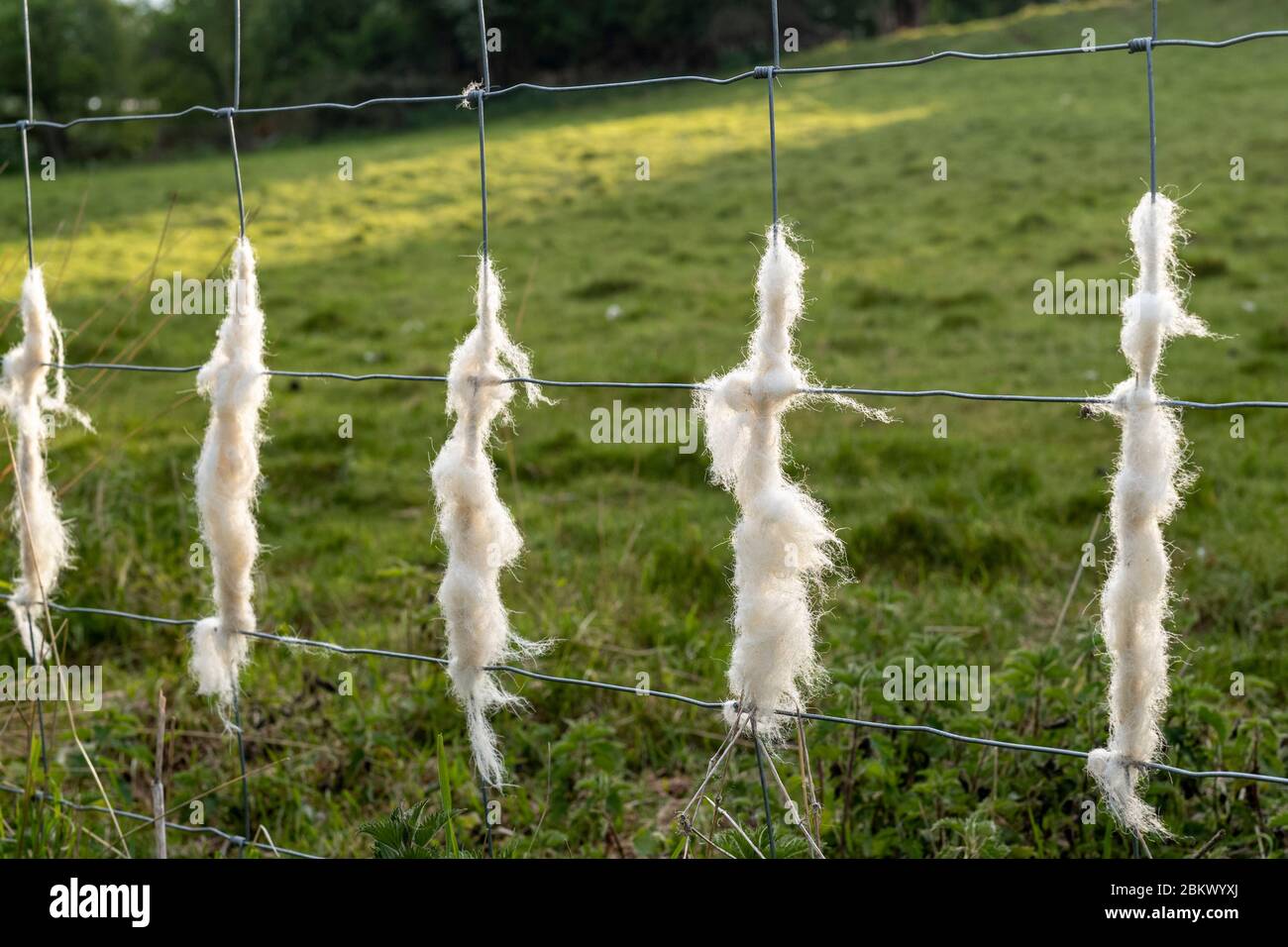 Discarded wool shed on stock fencing by Easycare sheep a wool
