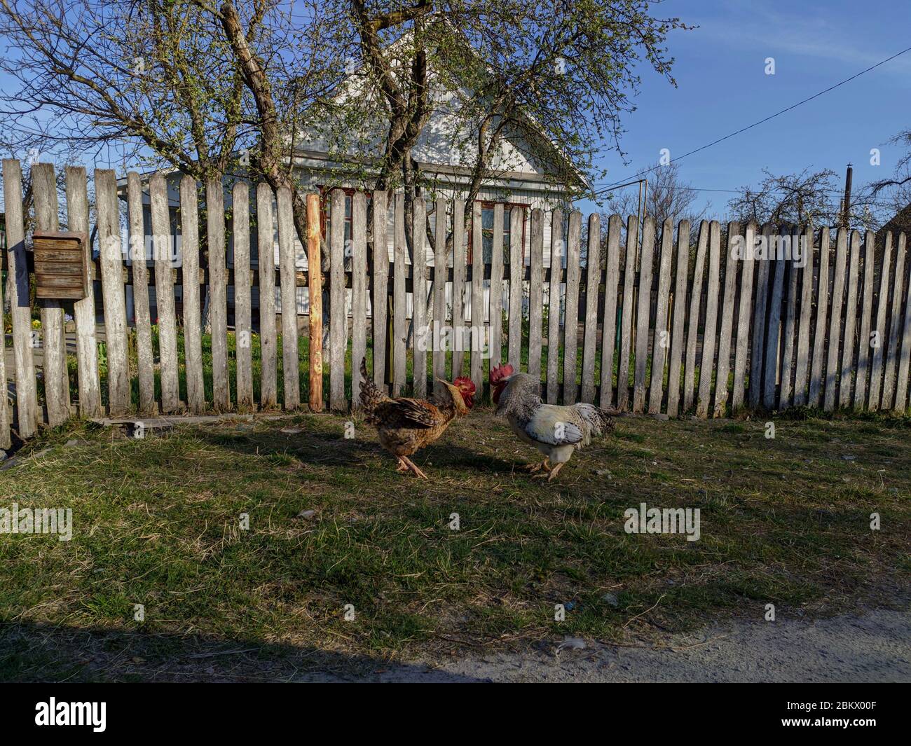 two brisk aggressive rooster fight in the backyard farm high soaring and straightened the feathers. Stock Photo