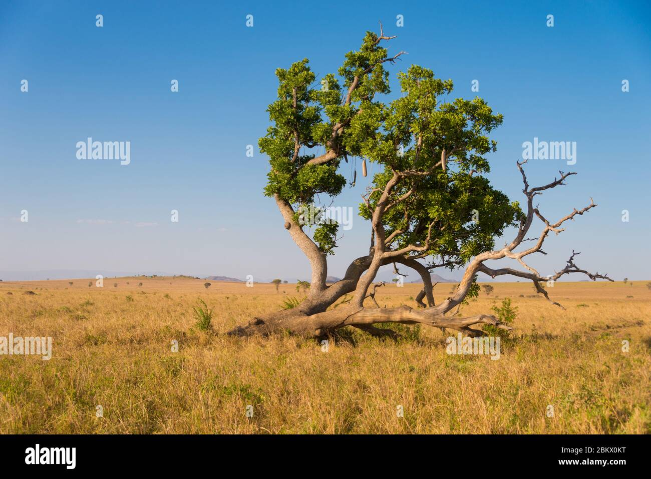 Sausage tree, Kigelia, Kigelia africana, Kidepo Valley National Park