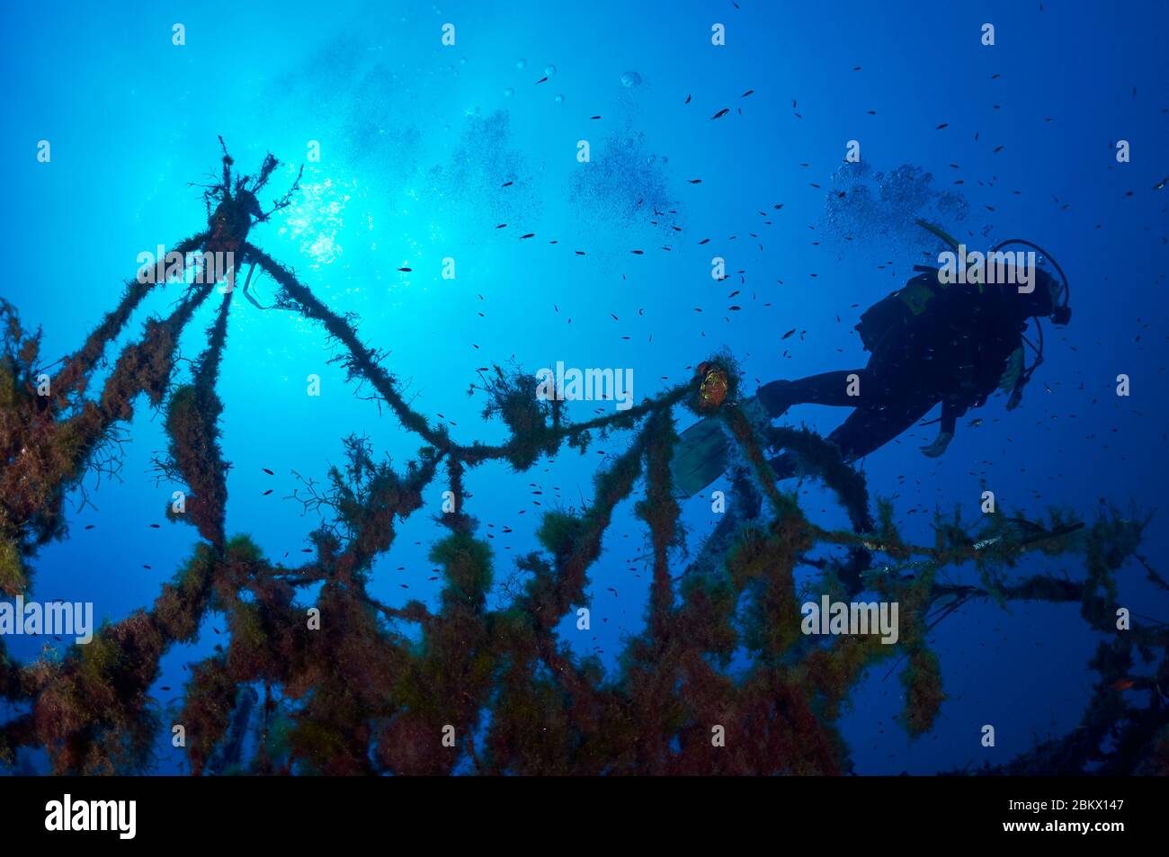 Underwater fishing nets hires stock photography and images Alamy