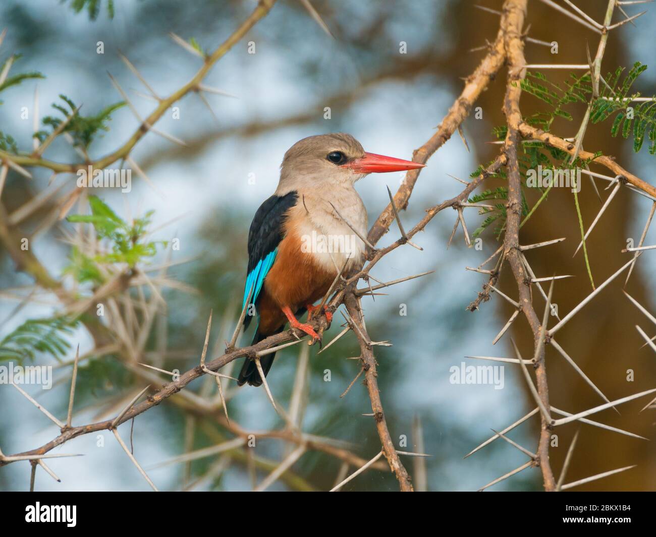 Gray-headed kingfisher, Halcyon leucocephala, Murchison Falls national park, Uganda Stock Photo