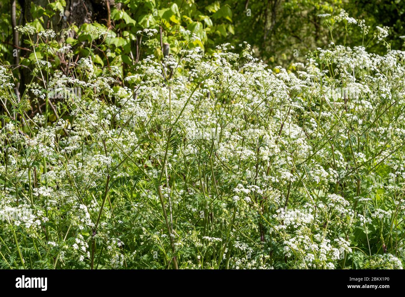 Cow Parsley - Anthriscus sylvestris, wildflowers blooming in Springtime, UK Stock Photo