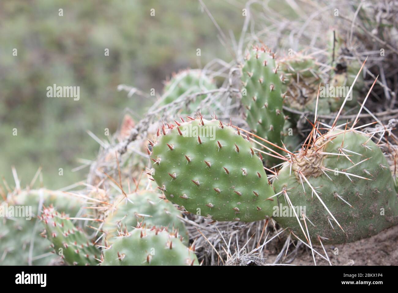 san pedro cactus sale San Pedro Cactus Cuttings 1 Ft main image 1