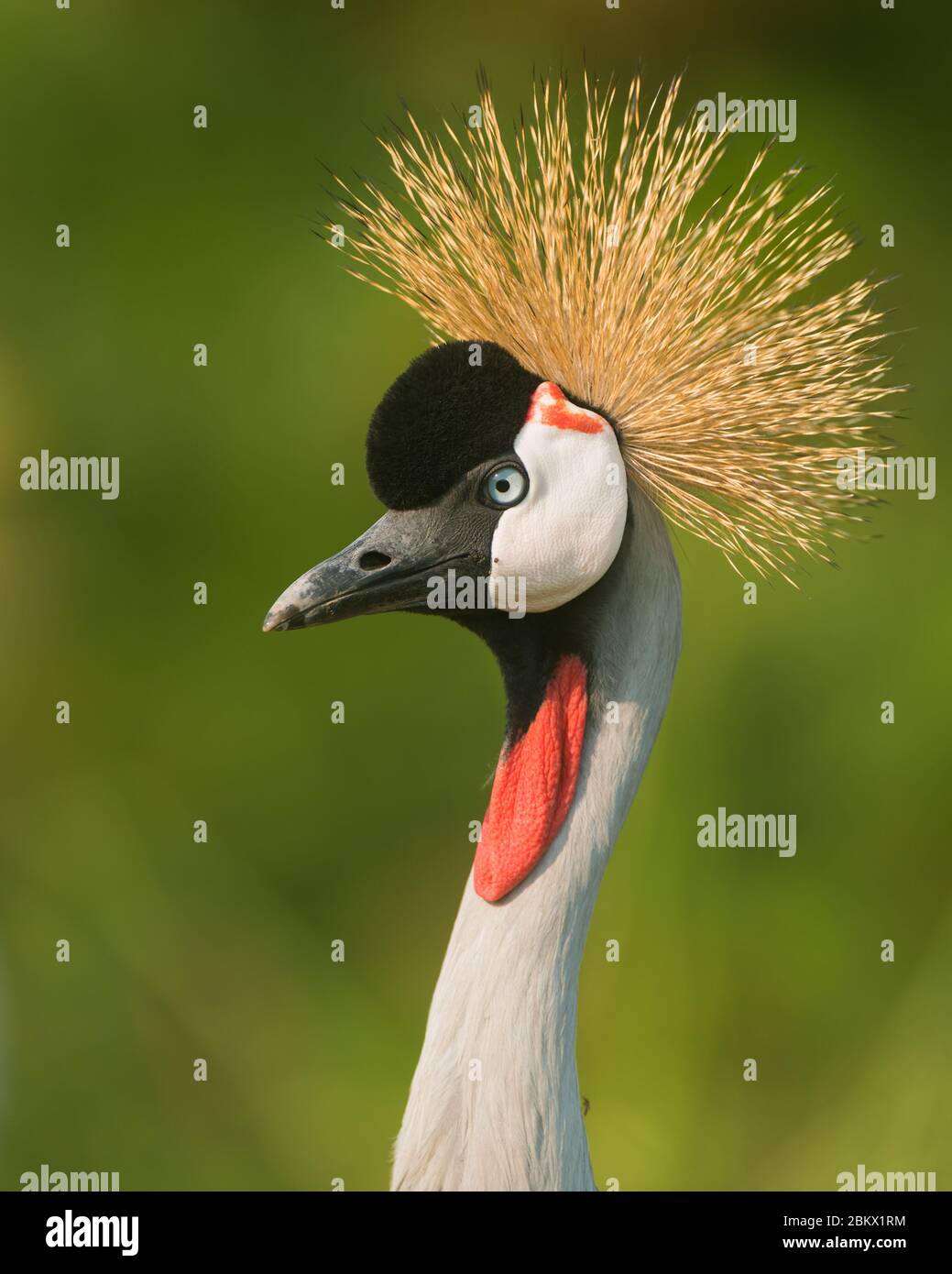 Grey crowned crane, Balearica regulorum, African crowned crane, Crested Crane, Murchison Falls national park, Uganda Stock Photo