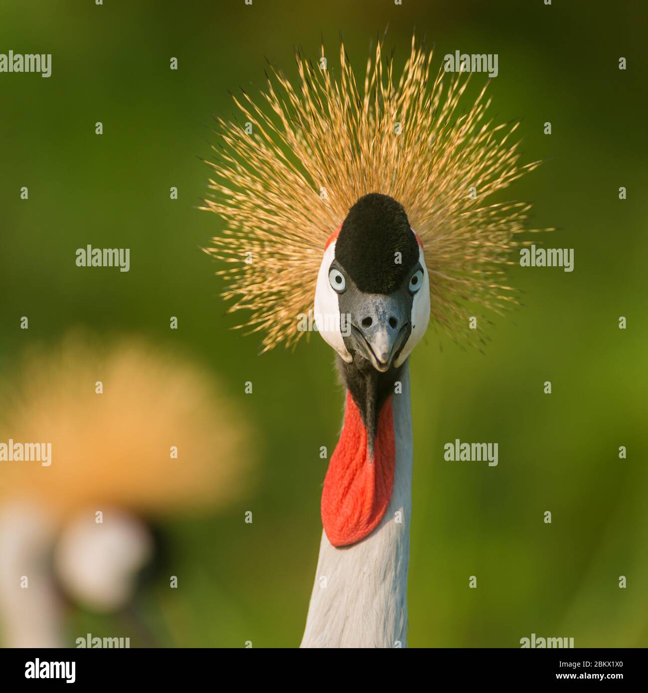 Grey crowned crane, Balearica regulorum, African crowned crane, Crested Crane, Murchison Falls national park, Uganda Stock Photo