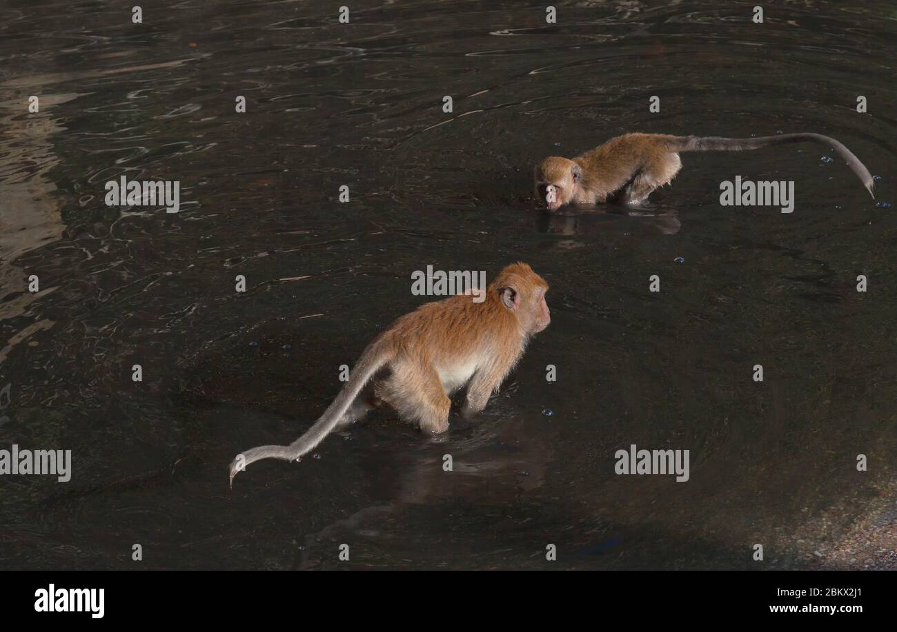 Crabeating macaque (Macaca fascicularis), also known as the long