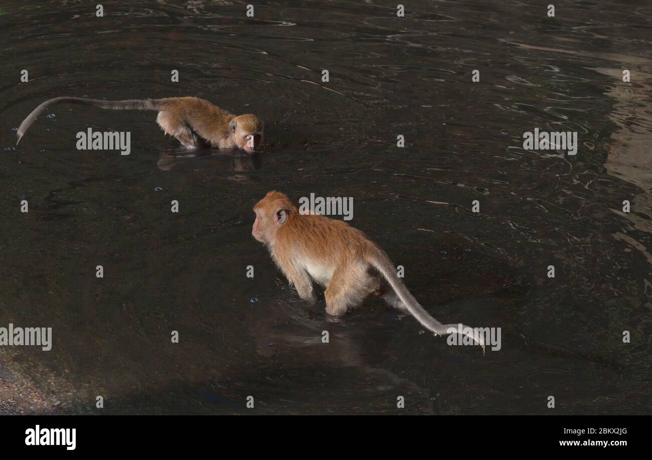 Crab-eating macaque (Macaca fascicularis), also known as the long ...