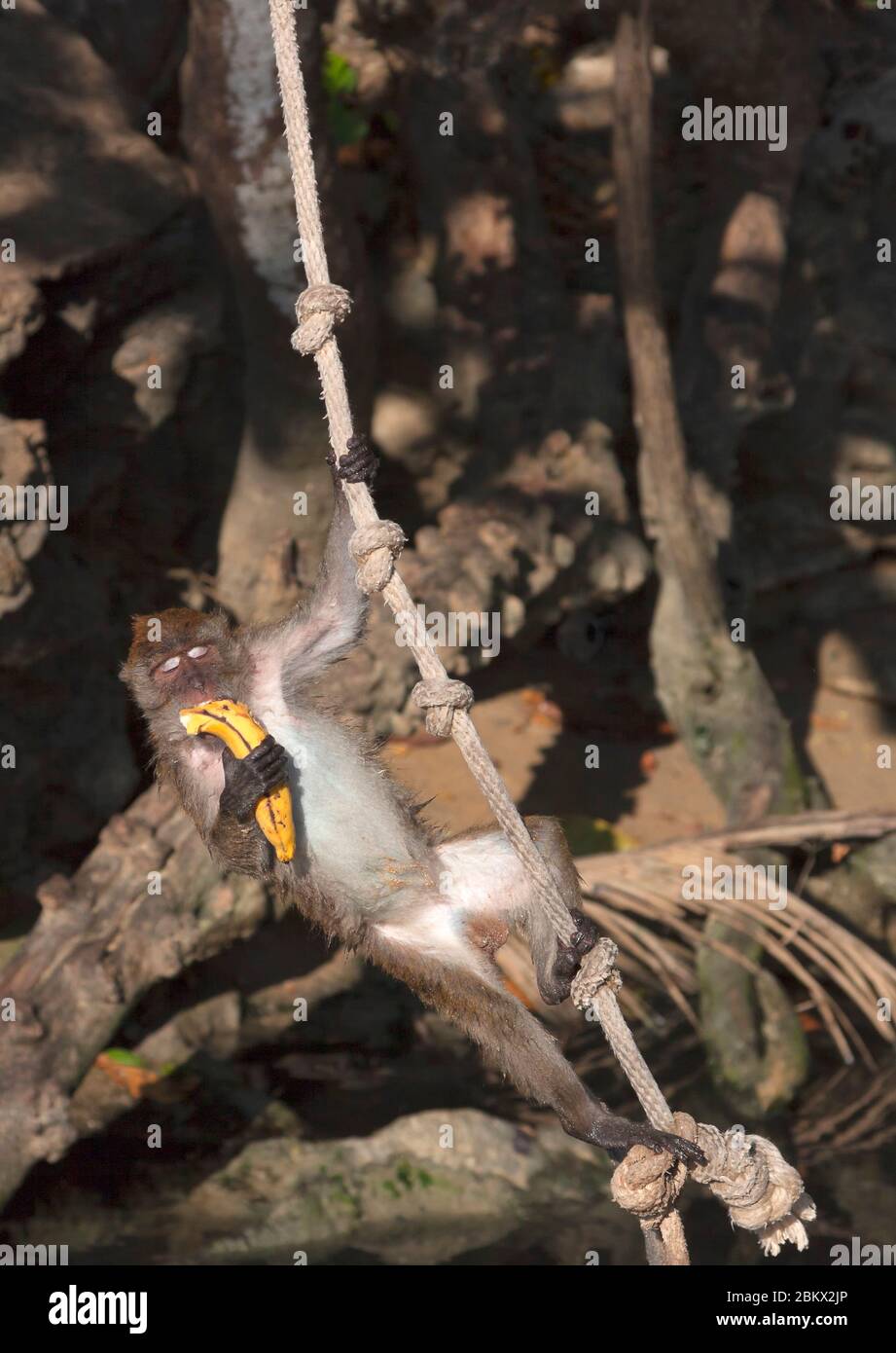 Crabeating macaque (Macaca fascicularis), also known as the long