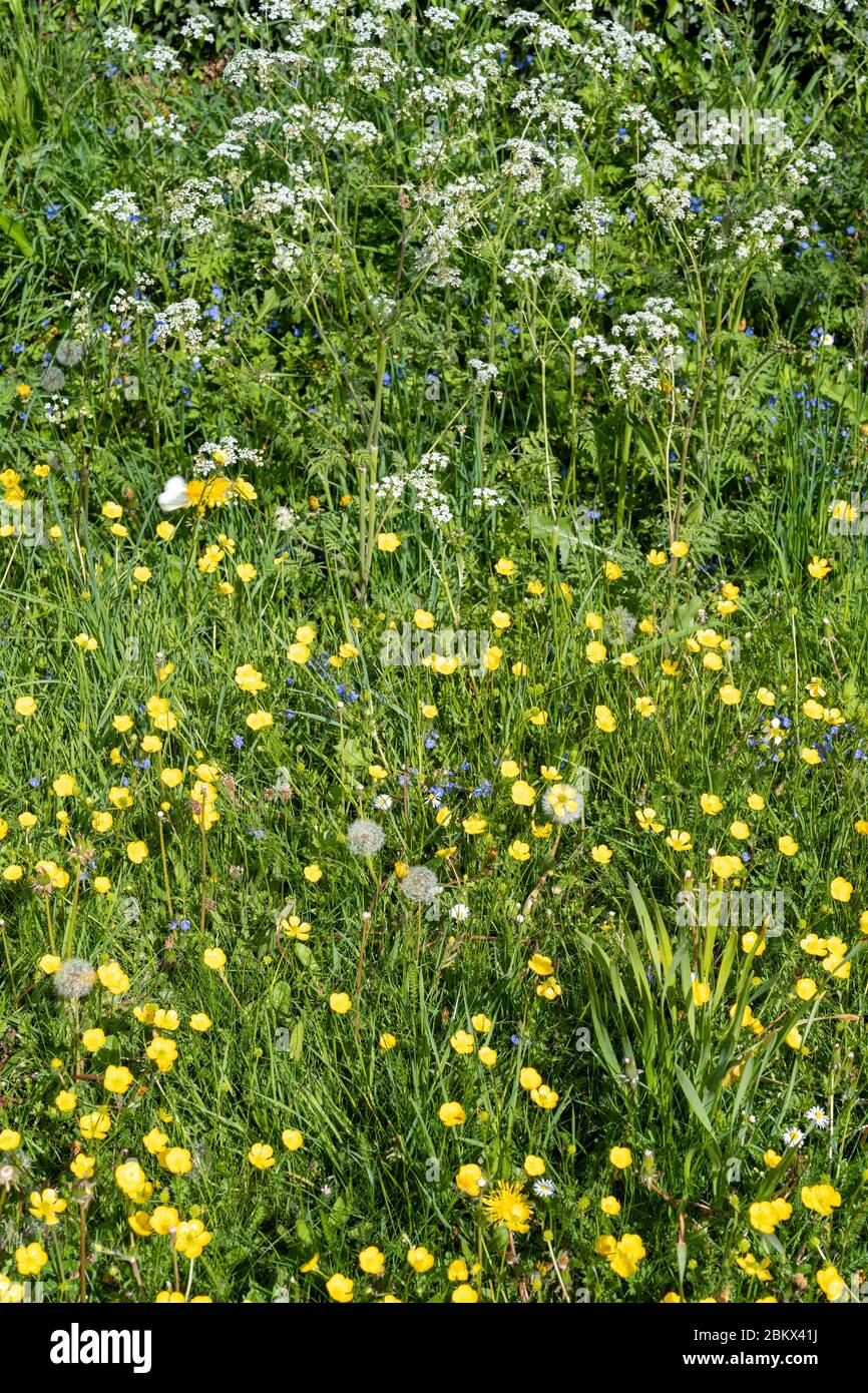 Forget Me Nots - Myosotis - Cow Parsley - Anthriscus sylvestris, Buttercups - Ranunculus  - wildflowers blooming and dandelion seed heads in Springtim Stock Photo