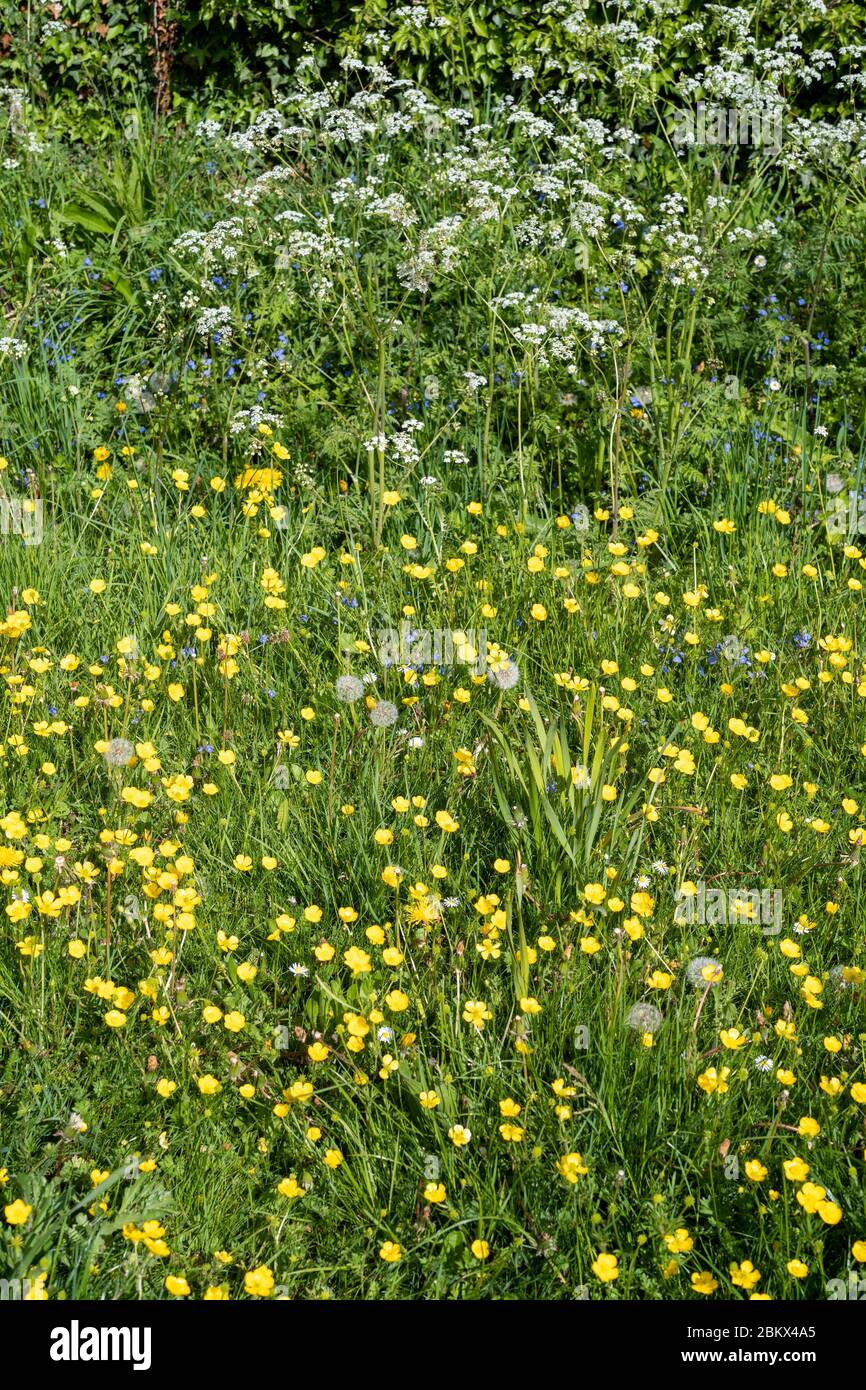 Forget Me Nots - Myosotis - Cow Parsley - Anthriscus sylvestris, Buttercups - Ranunculus  - wildflowers blooming and dandelion seed heads in Springtim Stock Photo