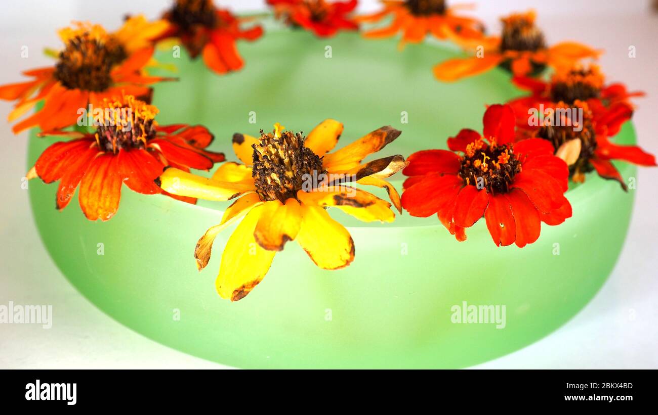 A small mid century ring vase with miniature zinnias floating for a table display Stock Photo